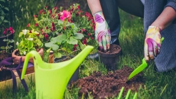 Bsc Horticulture Course Details In Hindi